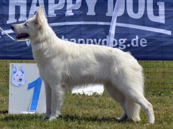 Dancing Queen AKBO Parchovany | White Swiss Shepherd Dog 