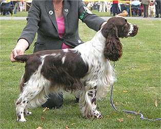 Calvdale Point Of Law | English Springer Spaniel 