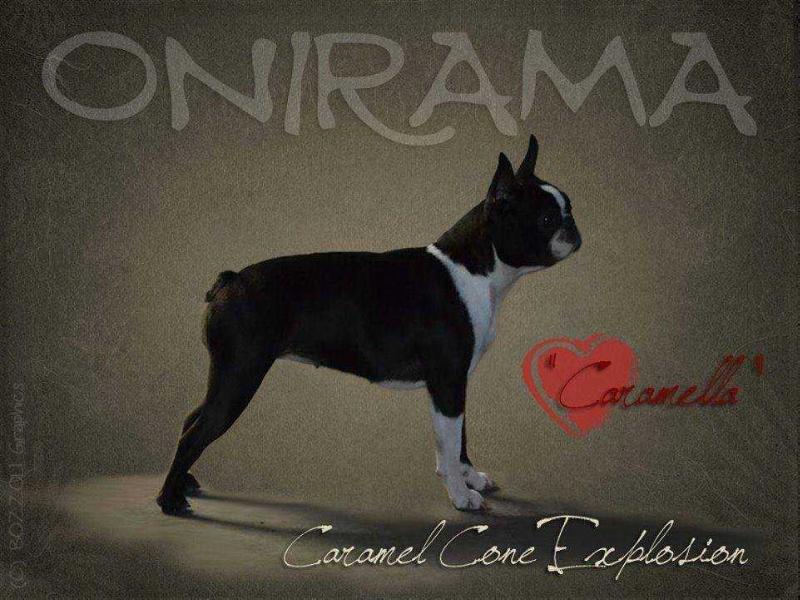 Onirama Caramel Cone Explosion | Boston Terrier 