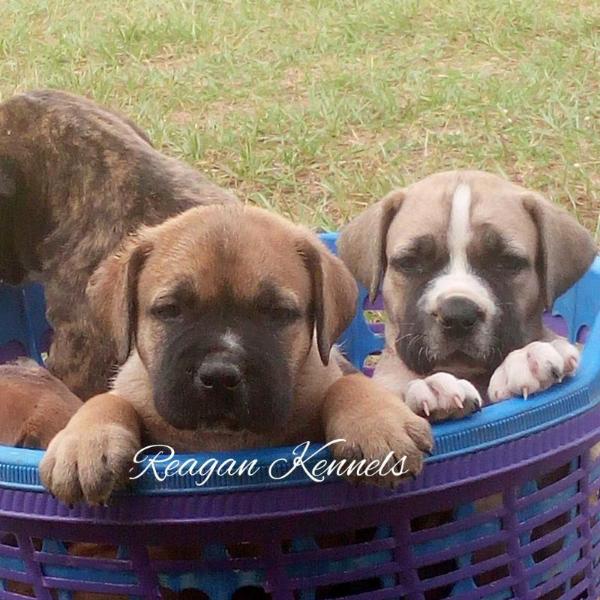 FEARLESS HAUS OF REAGAN | African Boerboel 