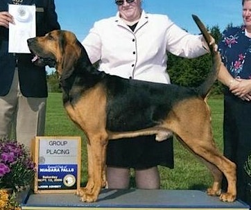 Wychway's Bilboa Baggins | Bloodhound 
