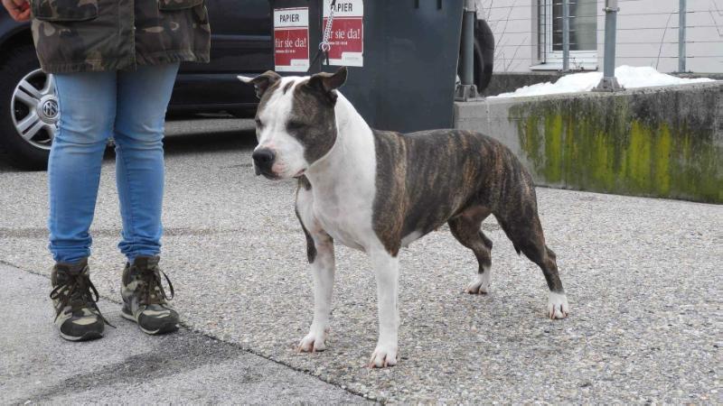 Atropa Belladonna von der Eisenfaust | American Staffordshire Terrier 