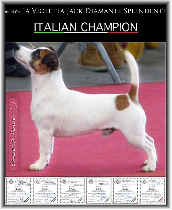 La Violetta Jack Diamante Splendente | Jack Russell Terrier 