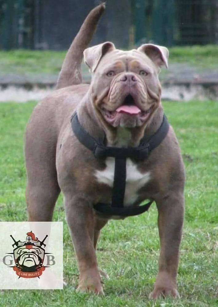 Bullforce Kiara @ G-Line Bullyz | Olde English Bulldogge 