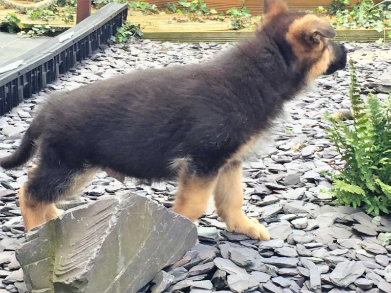 Sachse Aslan | German Shepherd Dog 