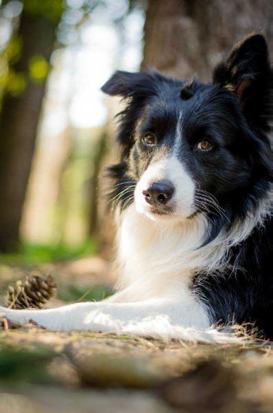 Que Tango De Gos Negre | Border Collie 