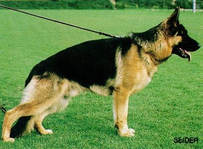 Natz von der Römerau | German Shepherd Dog 