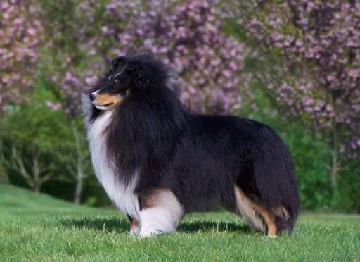 Rosmoor Mojave | Shetland Sheepdog 