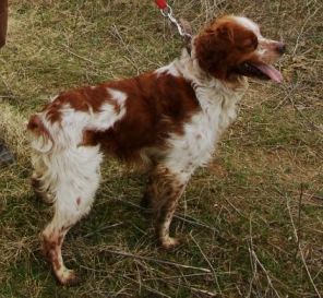 IRVIN (UKU  0089242) | Brittany 
