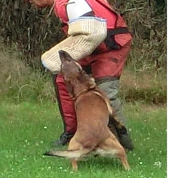 Glenn vom roten Merlin | Belgian Malinois 