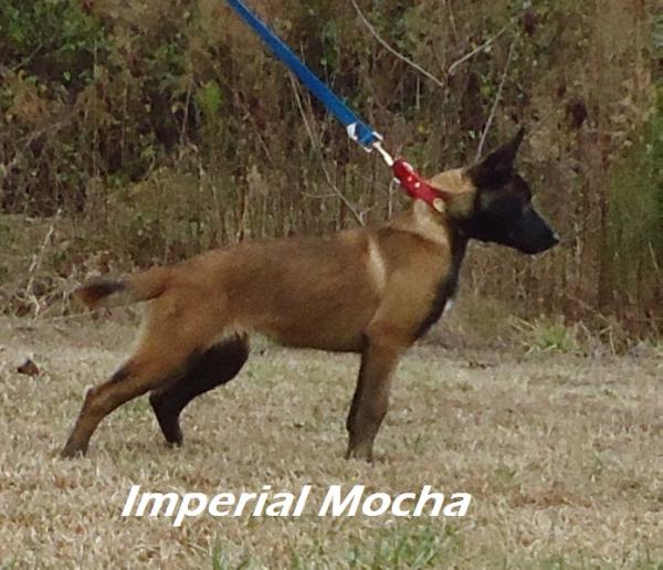 Imperial Kennels - Imperial Mocha | Belgian Malinois 