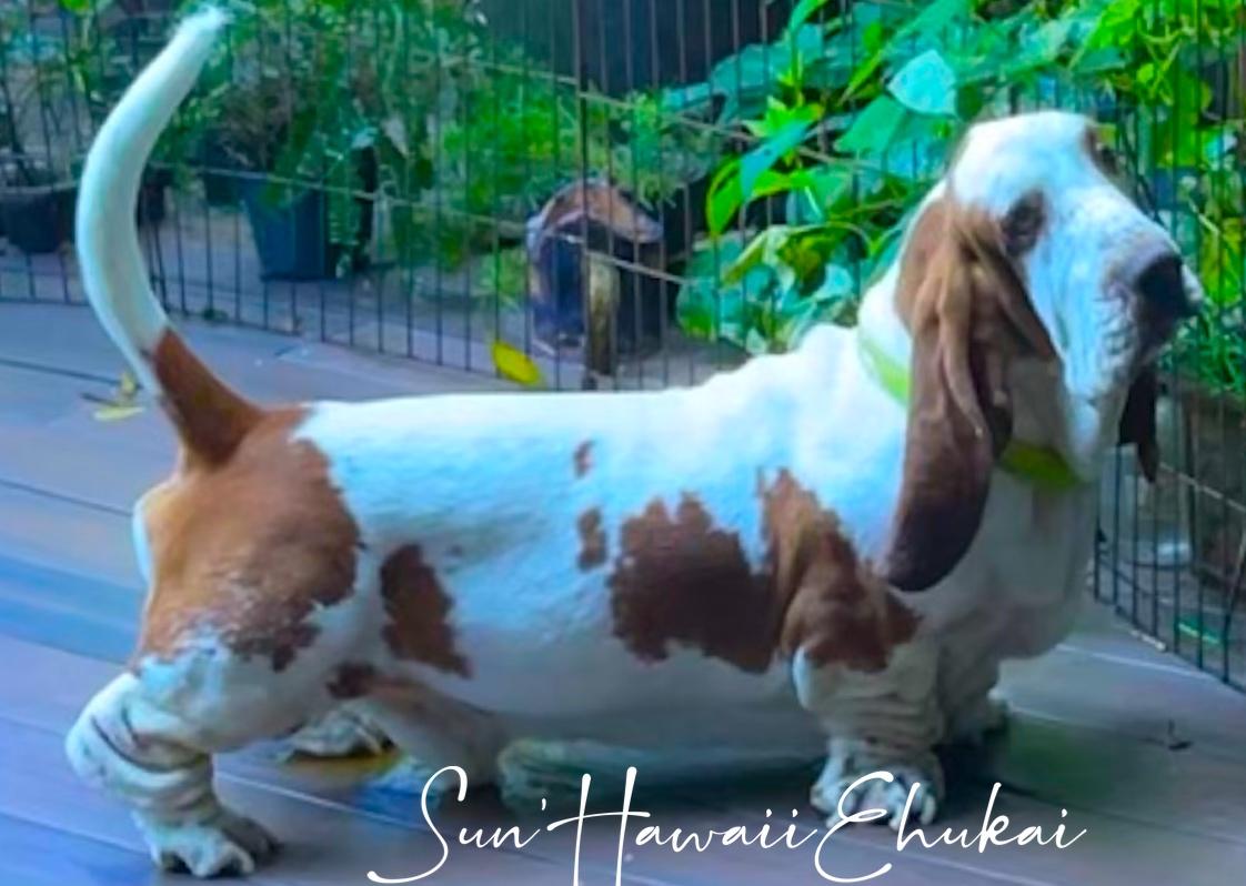 Sun’ Hawaii Ehukai | Basset Hound 