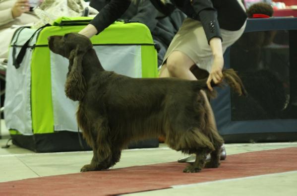 Wolfsong Aphrodite | Field Spaniel 