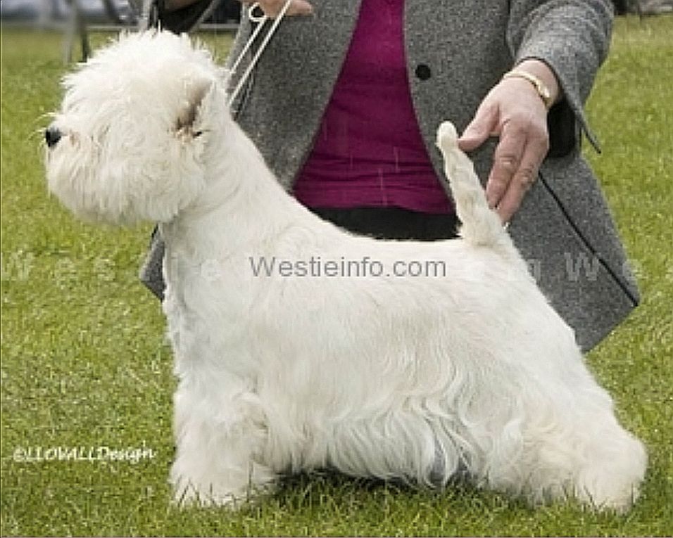 Karamynd Take a Bow | West Highland White Terrier 