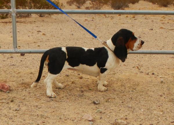 Queen Lovelacey Thee Mojave Basset | Basset Hound 