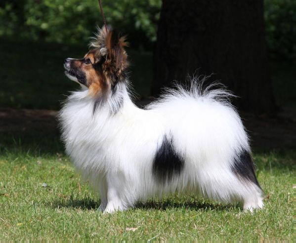Moetica Prince Charming At jorgealin (IMP SVN). | Papillon 