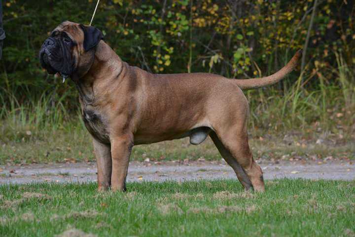 capone a rosso leone | Bullmastiff 