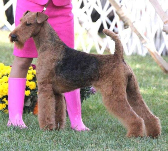 Joval Faith In The Future | Airedale Terrier 