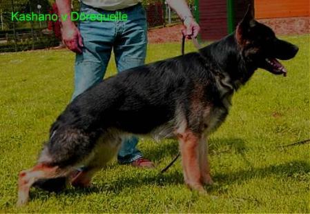 Kaschano vom Dorequelle | German Shepherd Dog 