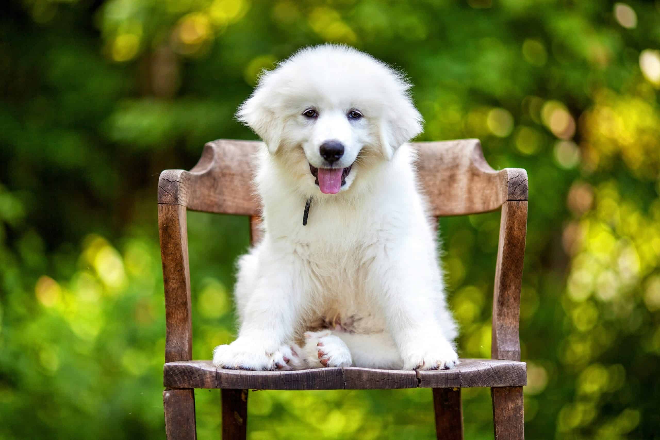 Great Pyrenees