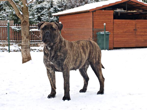 Optimus Bassey | Bullmastiff 