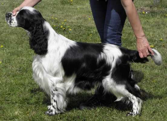 KIM OD STROUPINSKÉHO POTOKA | English Springer Spaniel 