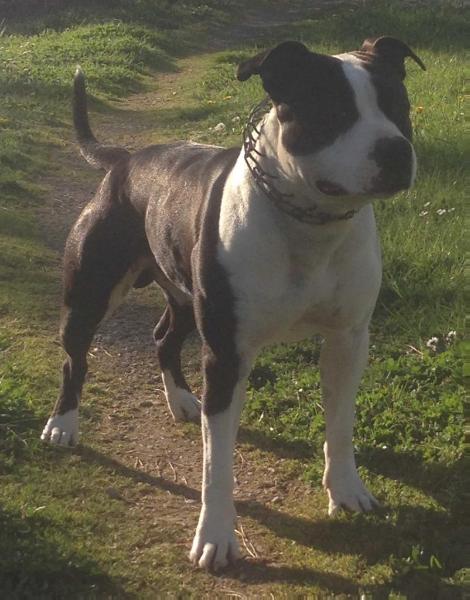 Logan du royaume d'elroy | American Staffordshire Terrier 