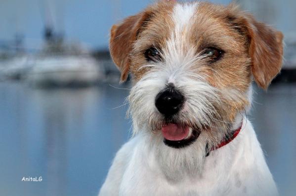 E-Gold Boy of Mayo Land | Jack Russell Terrier 