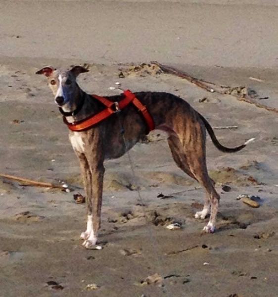 HOGWARTS de la Côte des Lutins | Whippet 
