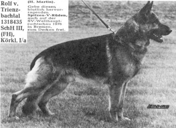 Rolf vom Trienzbachtal | German Shepherd Dog 