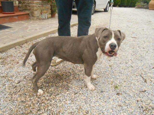 Rough Enough Frt Diamond' Sea | American Staffordshire Terrier 