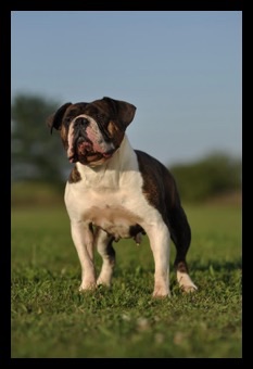 Bullenbessiers' Nandi | Olde English Bulldogge 