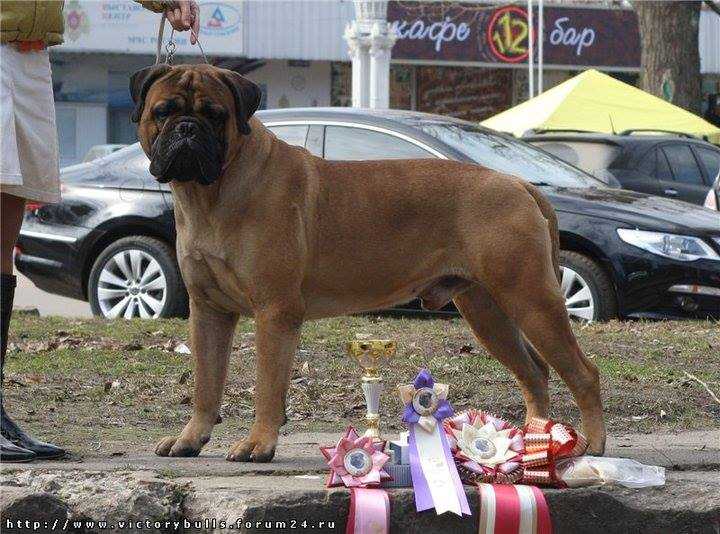 Vincent 'Bull Strong Champion Dagger II x Bianka' | Bullmastiff 