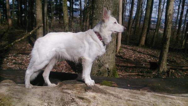 Onda la Lupa of Beautyful Whites | White Swiss Shepherd Dog 