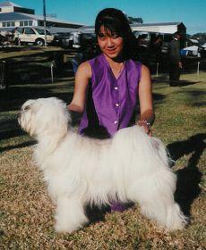 SESUKAN GEORGUS GEORGE | Tibetan Terrier 