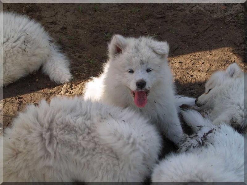 KINGSTON HONEY The Glow of the Snowy Star | Samoyed 