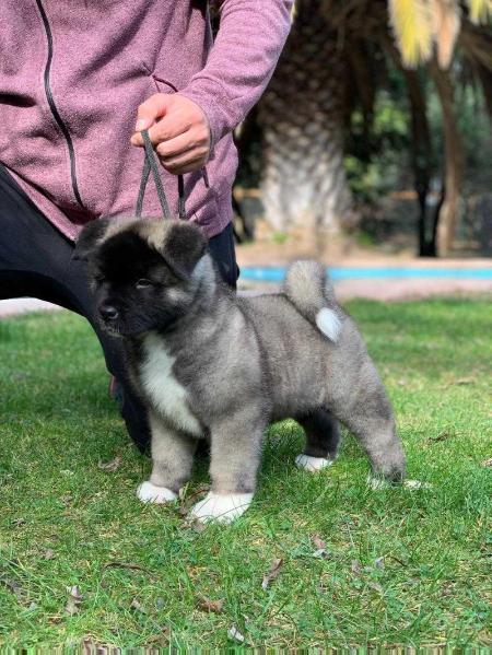 Escanor Von Dabuso | Akita 