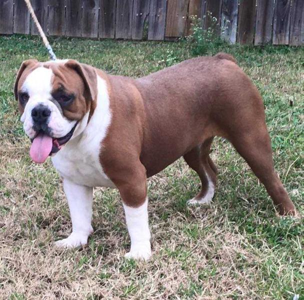 Monster's Delta Dawn | Olde English Bulldogge 