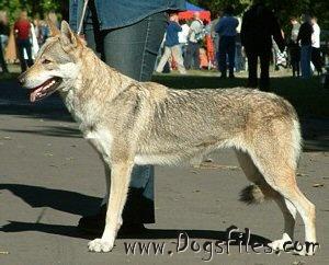 Irris kollarov dvor | Czechoslovakian Wolfdog 