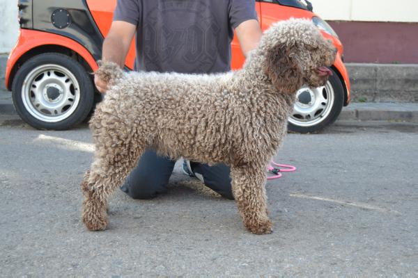 Trufa I de Juaje | Spanish Water Dog 