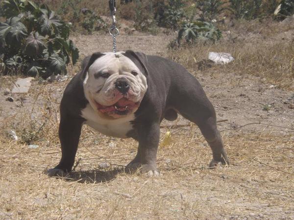 Poppa's congo | Olde English Bulldogge 