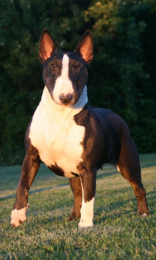 Terjo's Touch Of Magic ROM | Bull Terrier 