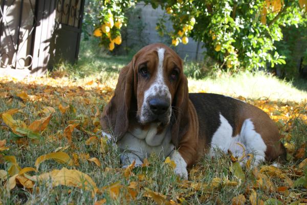 Easterbrooks il nobile prinicipe | Basset Hound 