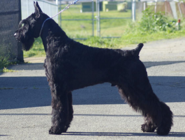 Skansen’s President Trump | Giant Schnauzer 