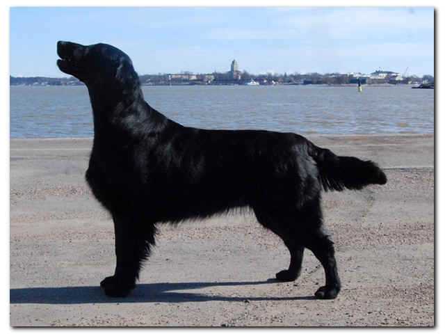 Flatterhaft Sandy Lane of Claans | Flat-Coated Retriever 