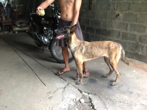 j'kaira of jumerc | Belgian Malinois 