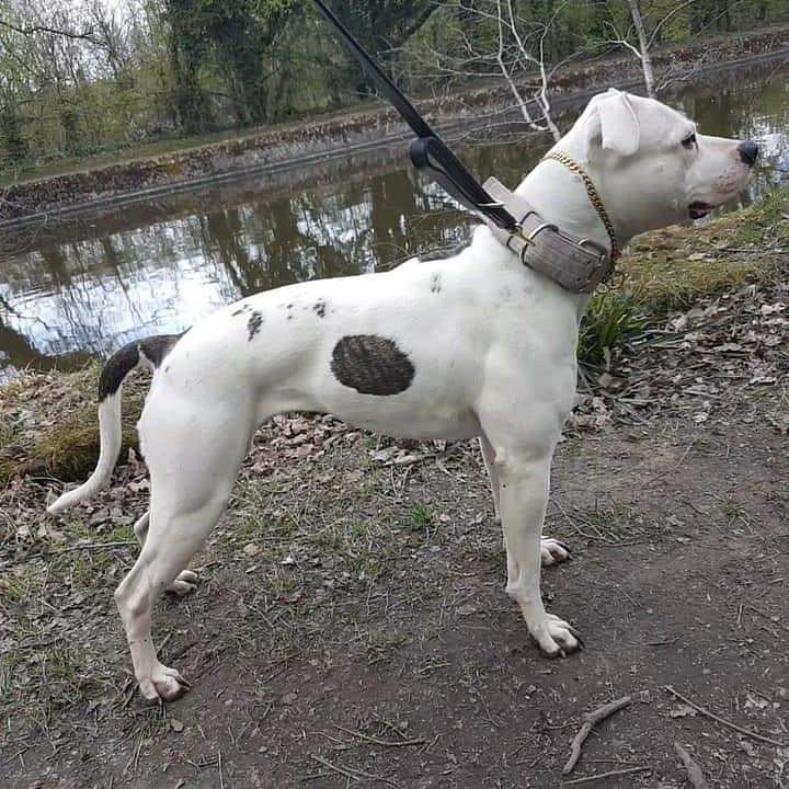 Lejabulls hits from the bong | American Bulldog 