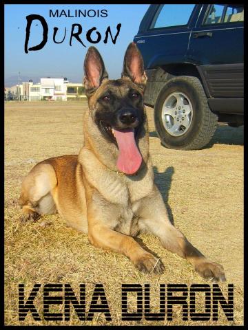 Kena (Duron) | Belgian Malinois 