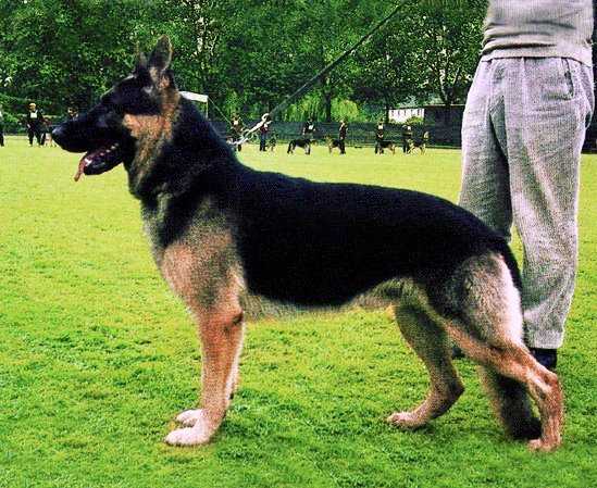 Hanko von der Hetschmühle | German Shepherd Dog 