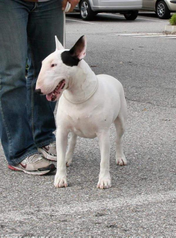 Gilauglybetty | Bull Terrier 